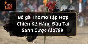 Bồ gà Thomo Tập Hợp Chiến Kê Hàng Đầu Tại Sảnh Cược Alo789